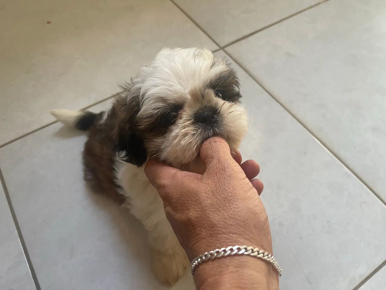Cachorro shih tzu