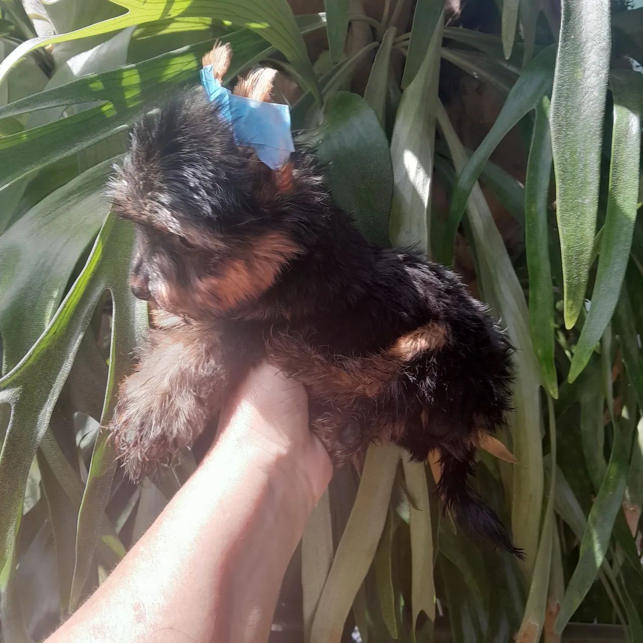 Yorkshire terrier (machinho) - Foto 3