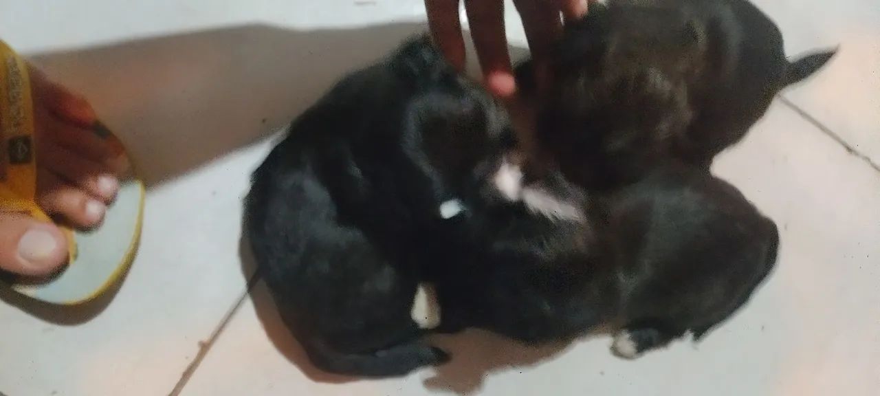 Cachorro pra vender  - Foto 4