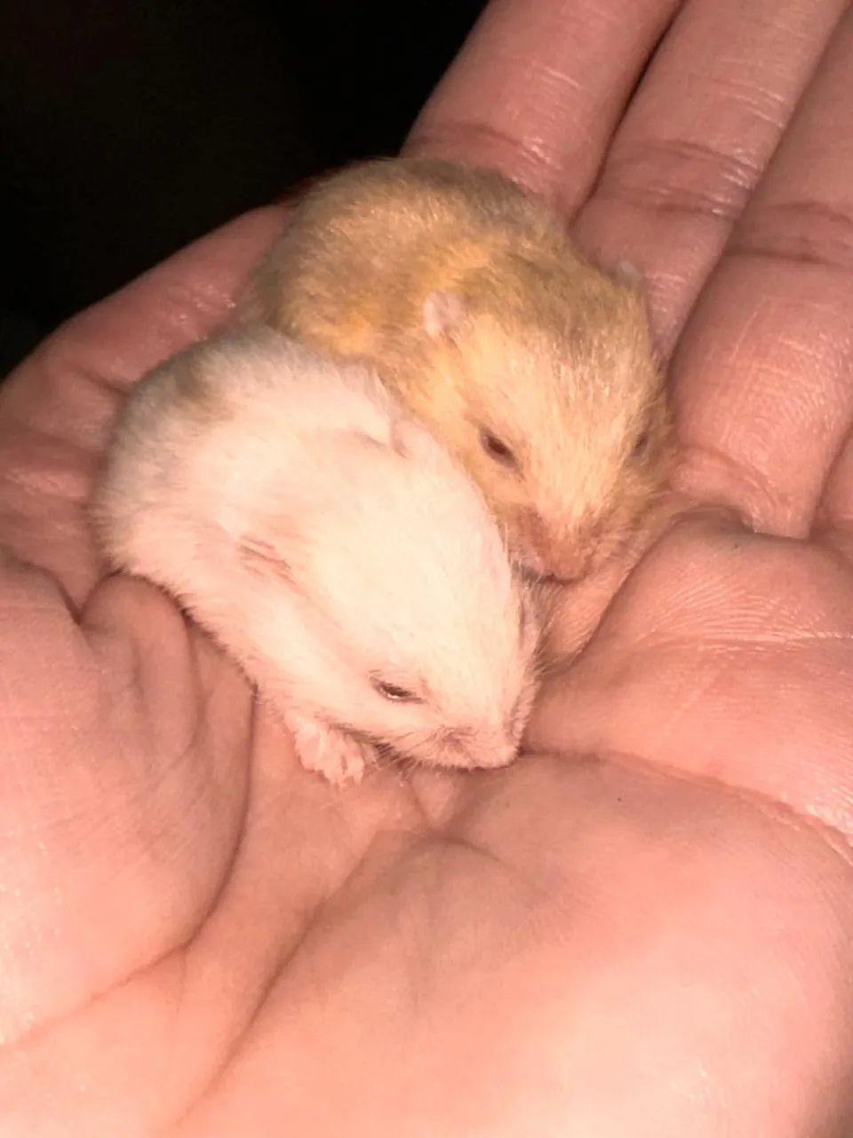 Hamster anão russo  - Foto 2