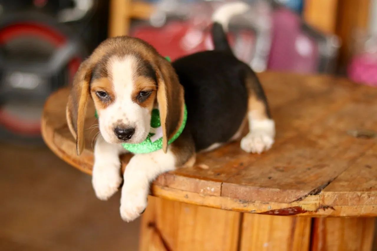 Beagles PARCELAMOS  - Foto 4