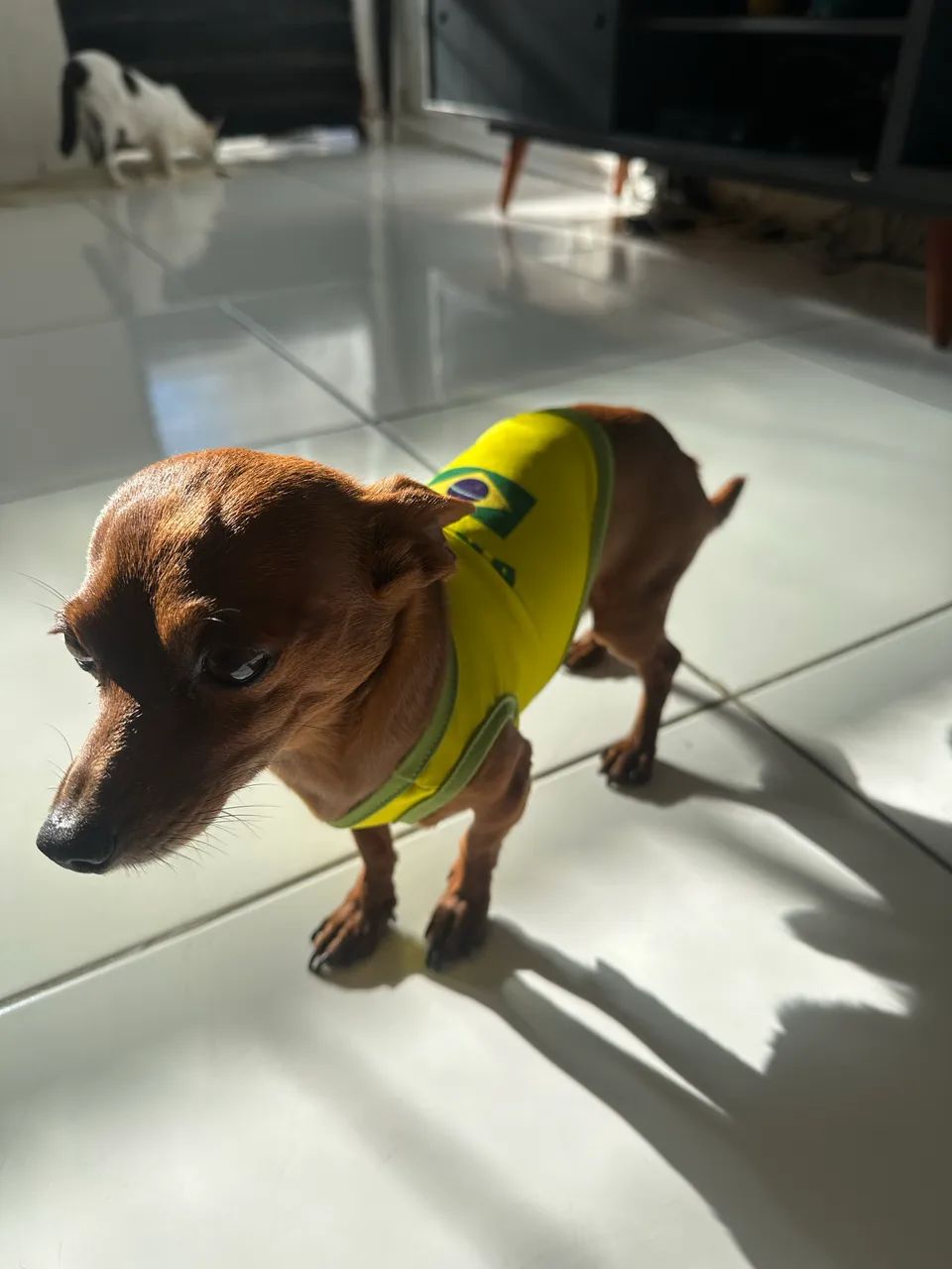 Cachorro - Foto 2