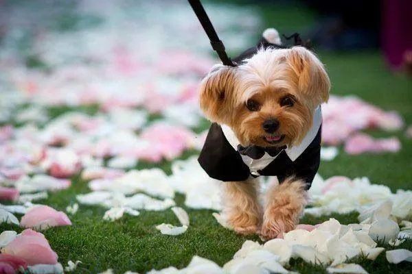 Roupa pet para casamento  - Foto 4