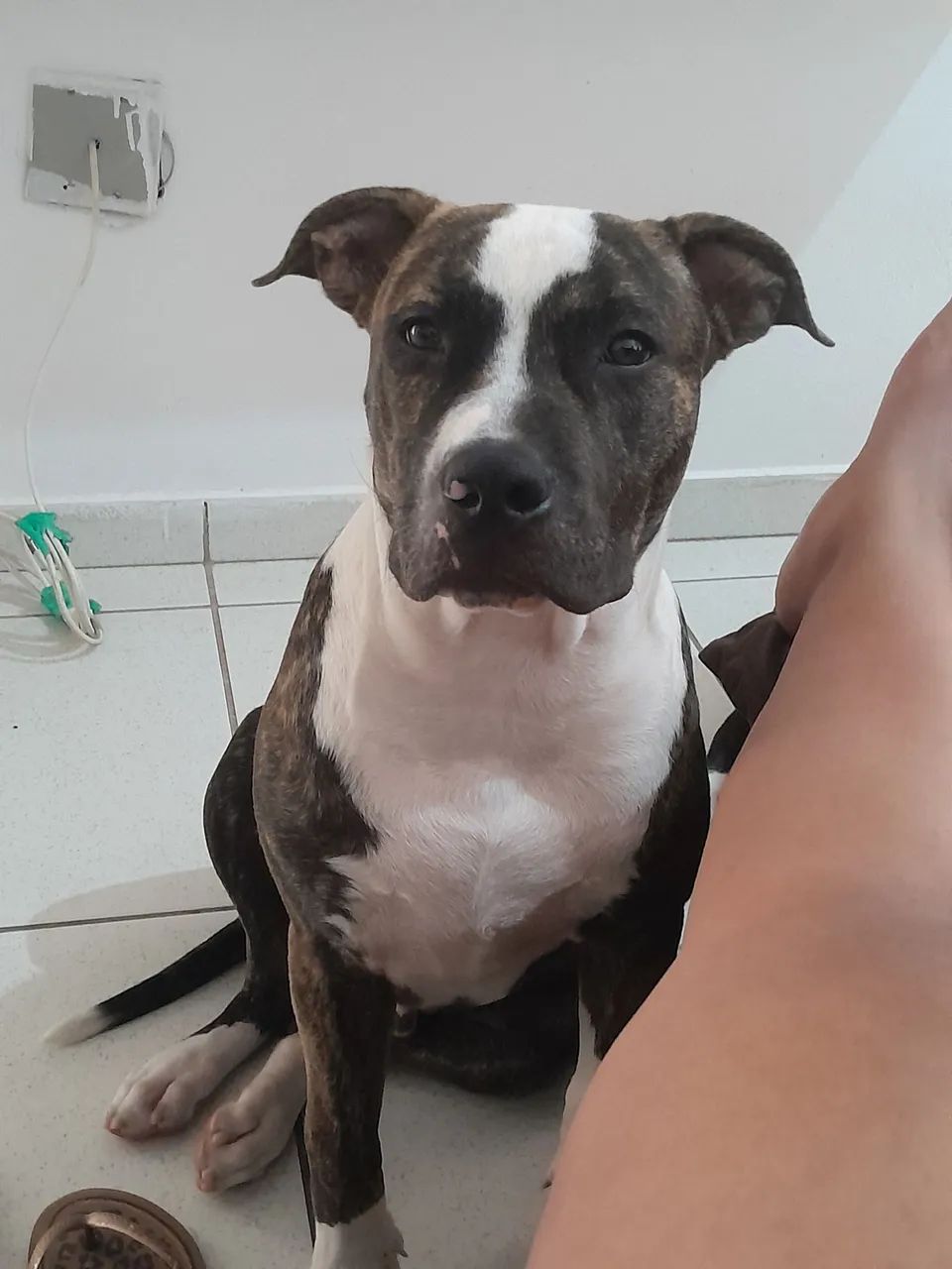 Cachorro pitbull 