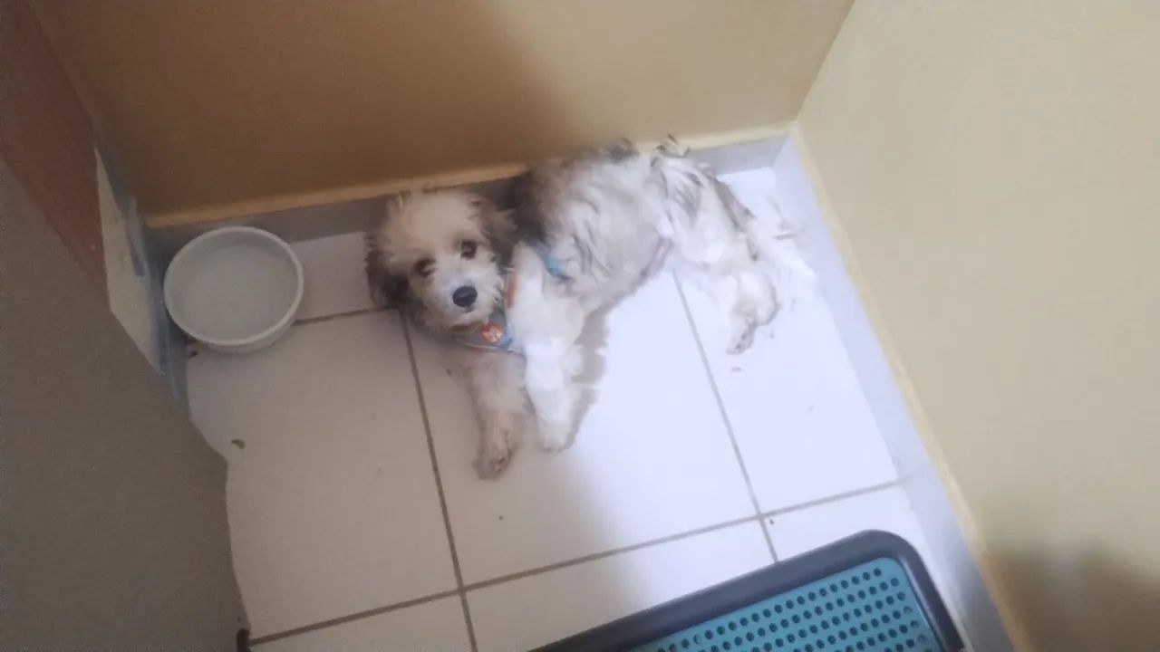 CACHORRO LHASA APSO ORIGINAL  - Foto 3