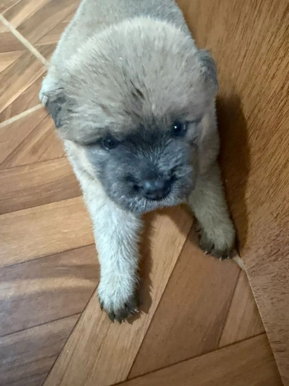 Chow Chow 