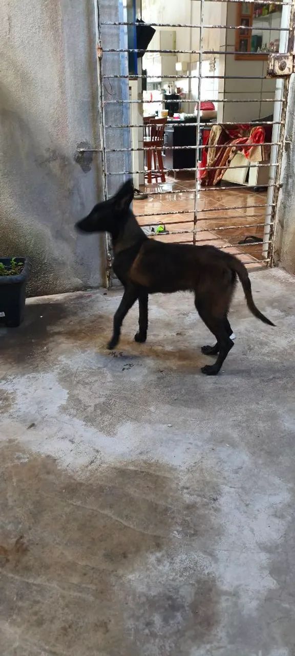 Pastor belga. - Foto 2