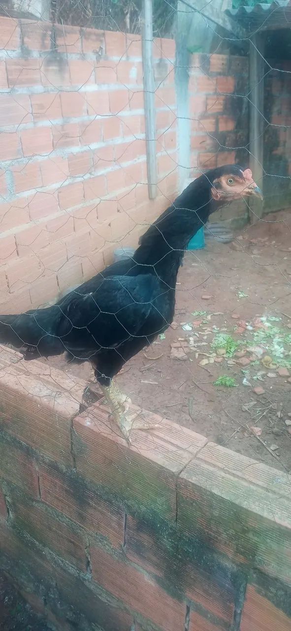 Galinha preta - Foto 5