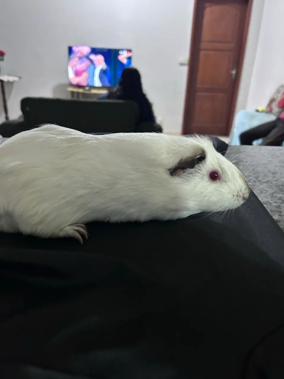Porquinha da índia - Foto 4