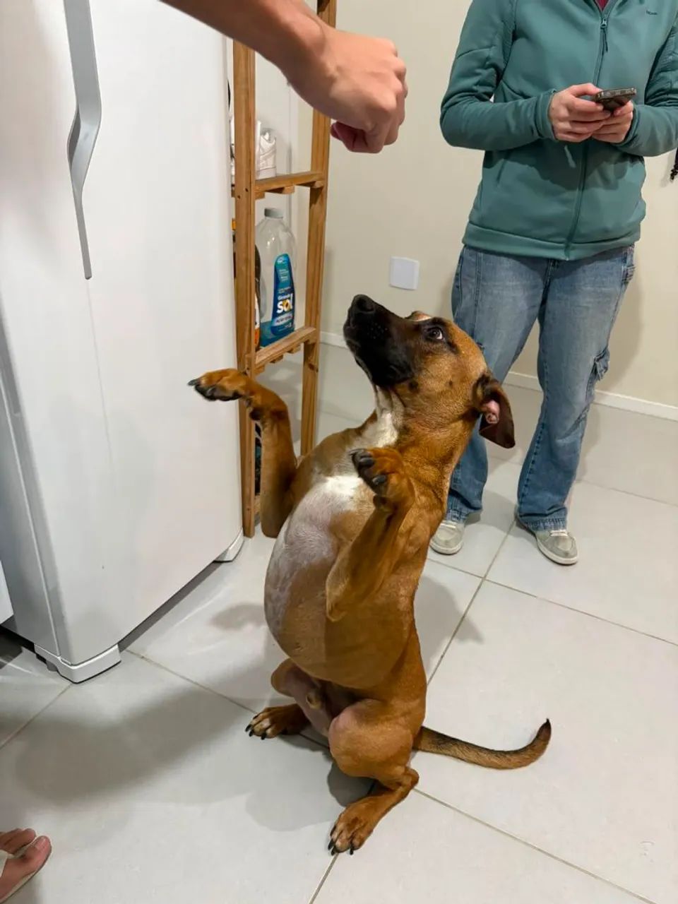 Cachorro para Doação  - Foto 5