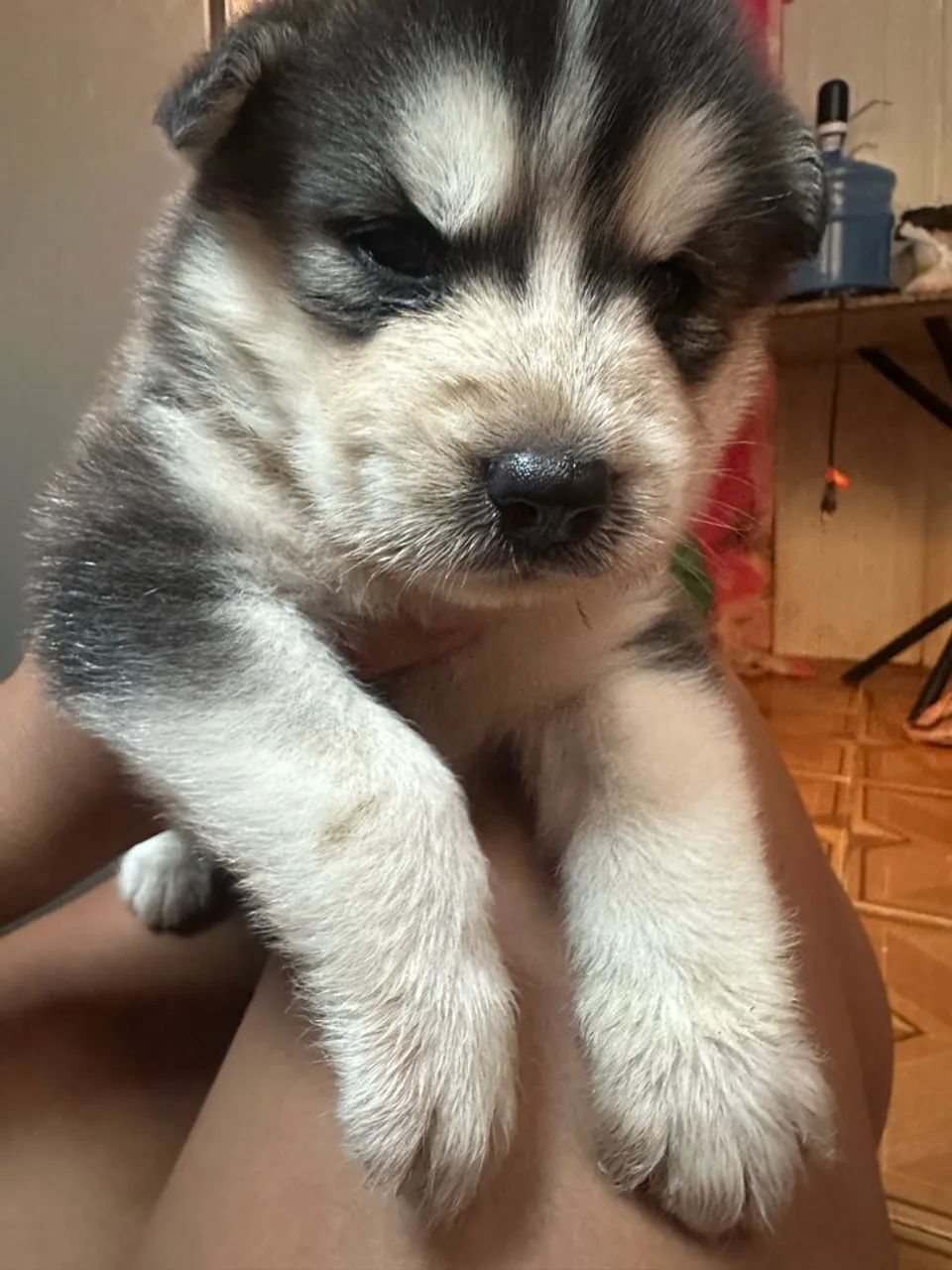 Vendo Filhotes de Husky Siberiano 