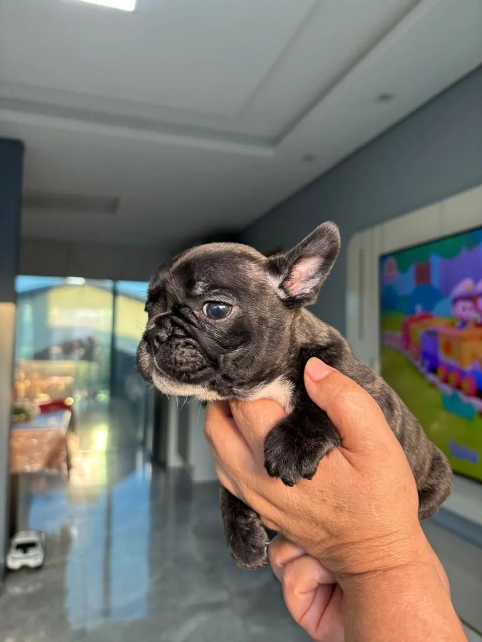 Bulldog Francês  - Foto 4