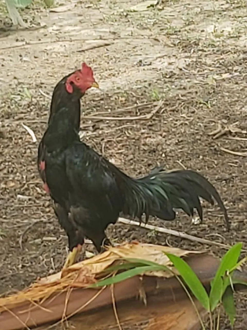 Vendo um galo e uma galinha mestiços (índios).