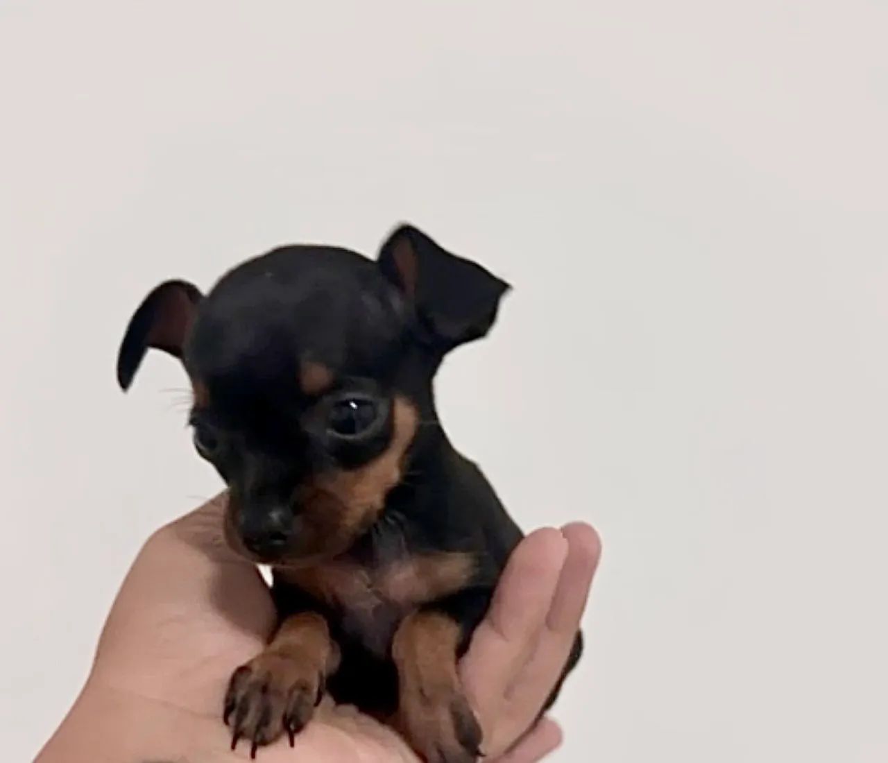 Pinscher zero fêmea - Foto 2