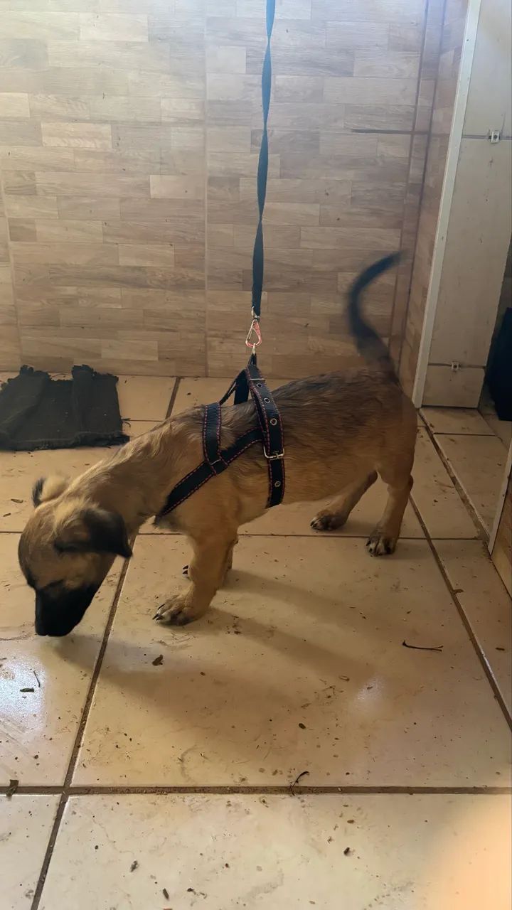 cachorro para adoção  - Foto 3