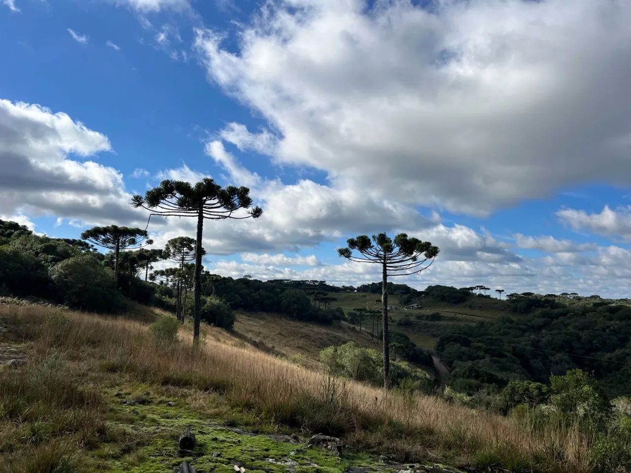 CHÁCARA 2.3 Hec  - Foto 2