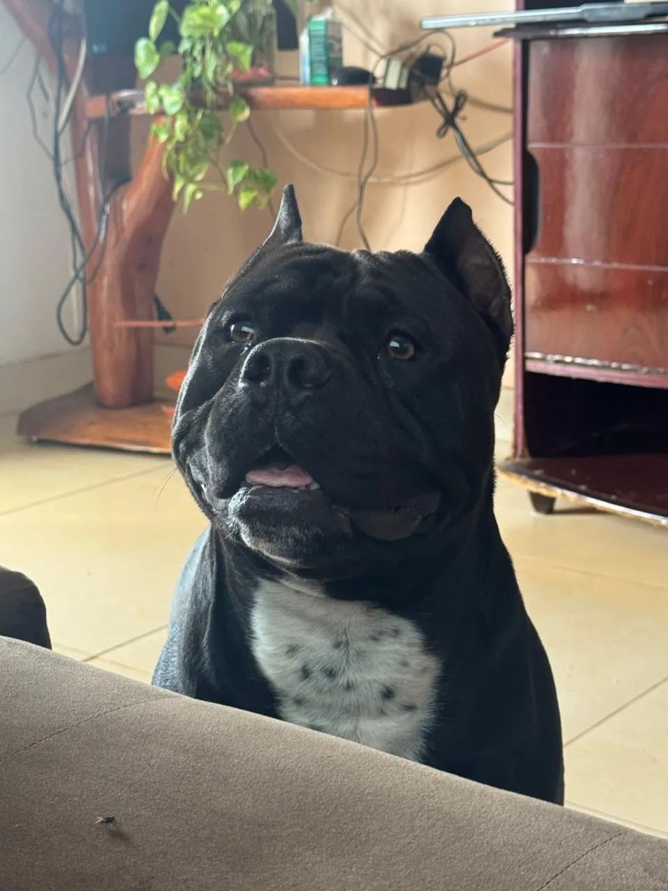 American bully 