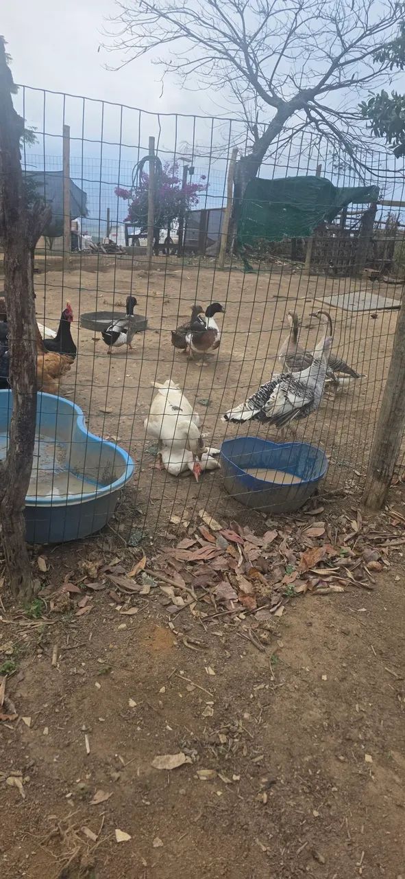 Animais  - Foto 4