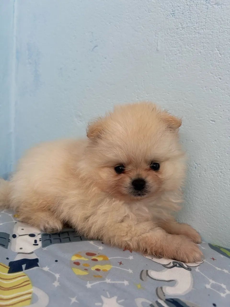 Lulu da pomerania  - Foto 4