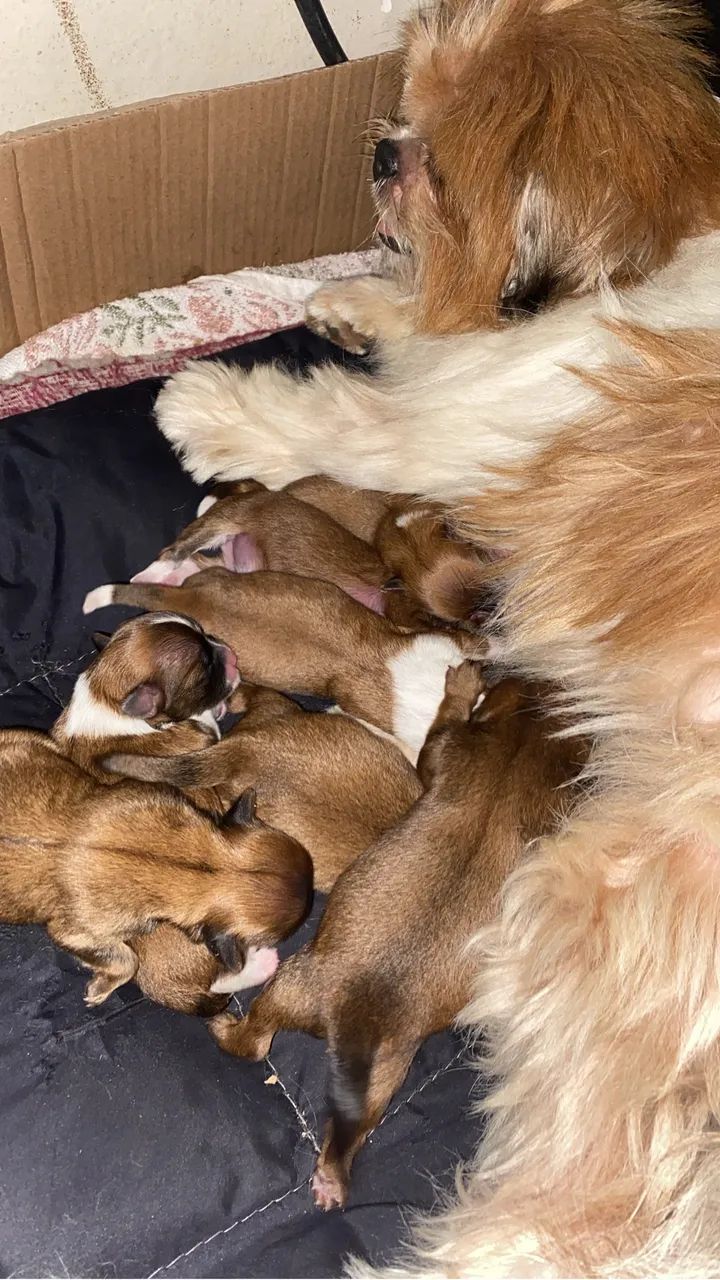 Vendo filhotes de shih tzu - Foto 5