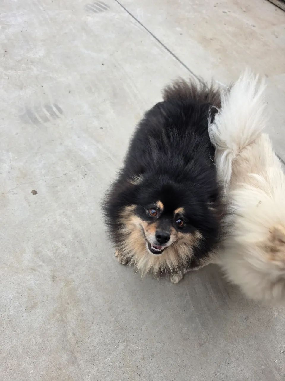 Spitz Alemão macho - Foto 2