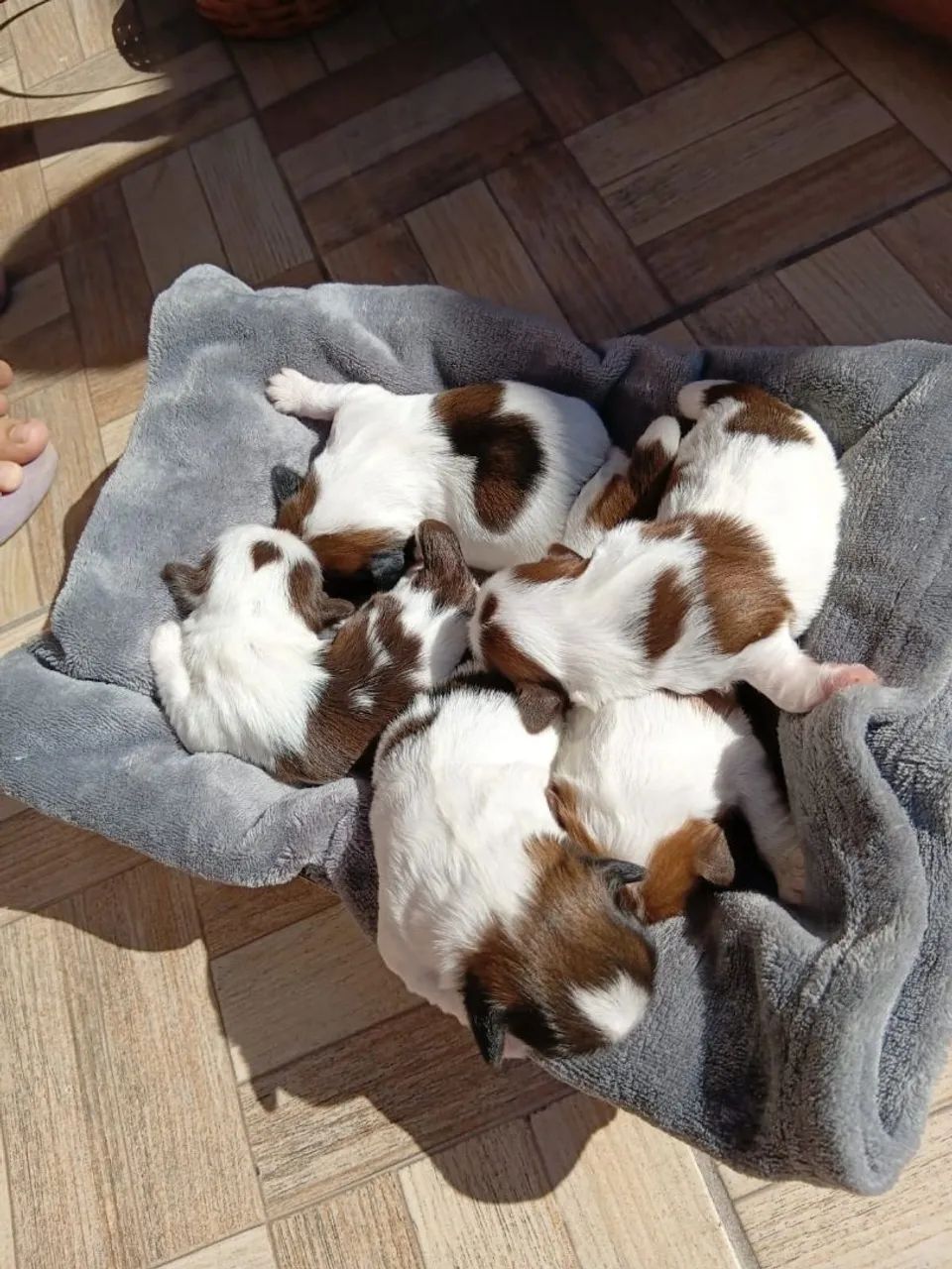 Filhotes de Shih tzu á venda