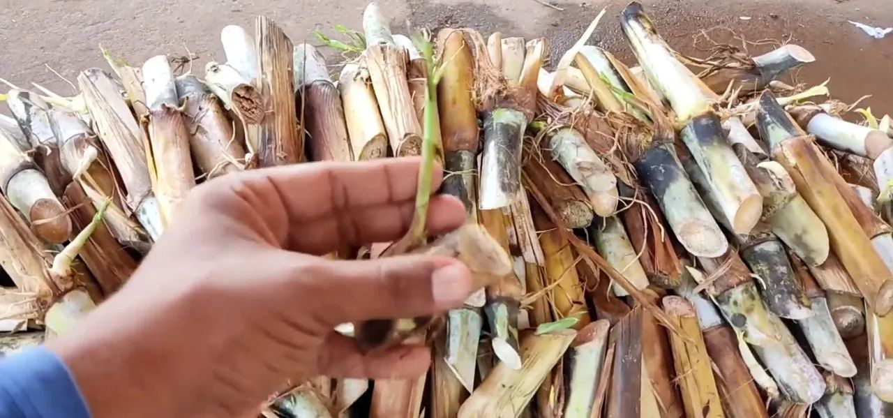 MUDAS BRS CAPIAÇU E BRS KURUMI O CAPIM ELEFANTE DA EMBRAPA  - Foto 3