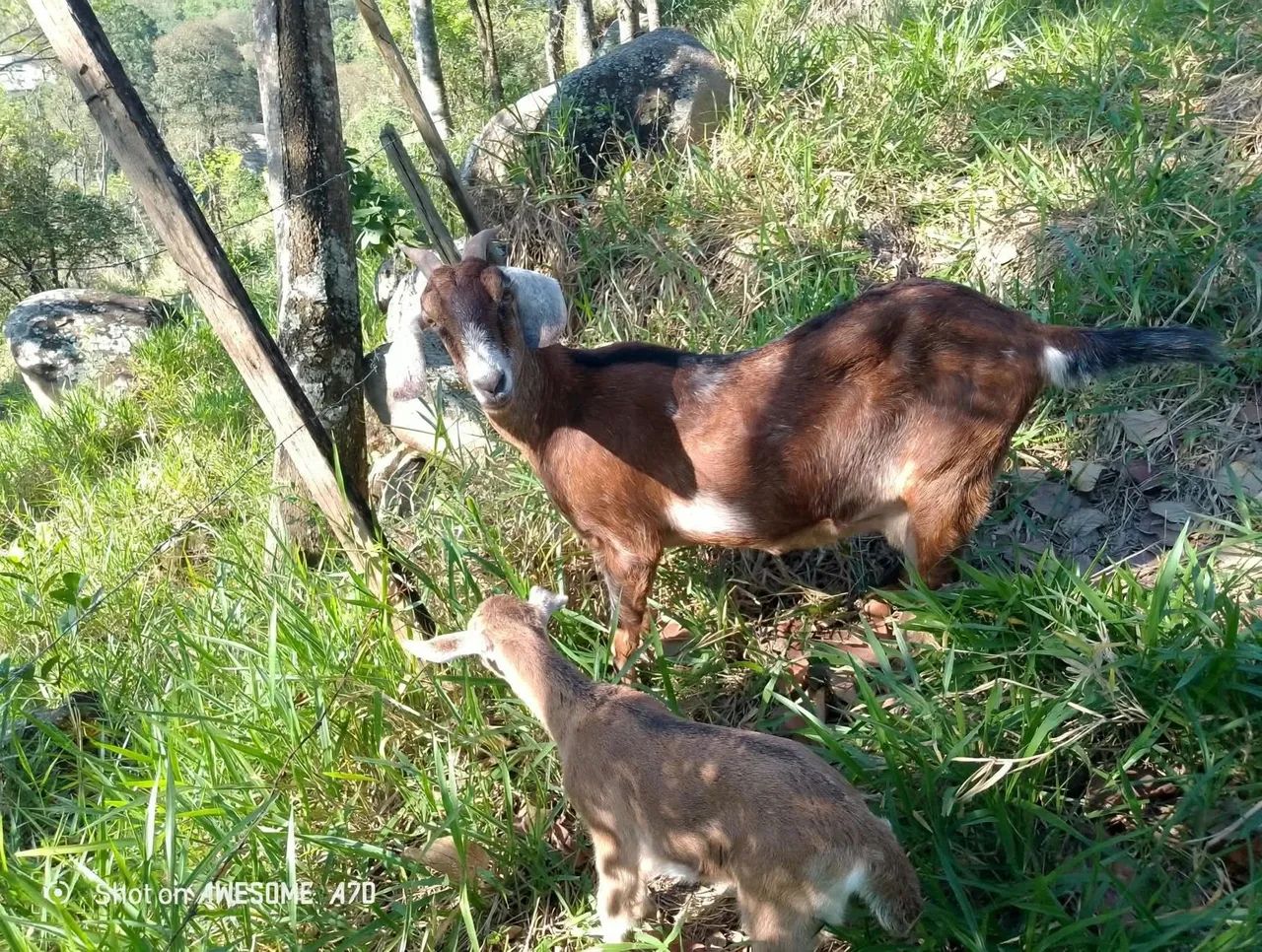 Cabra e cabritinha disponível 