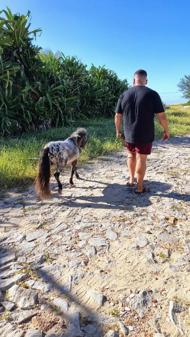 Lindíssimo Pônei  - Foto 4