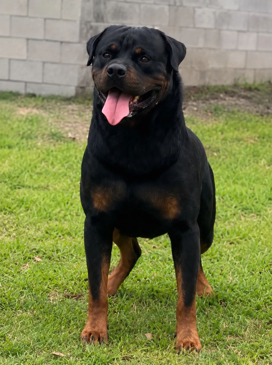 Rottweiler pra cobertura 