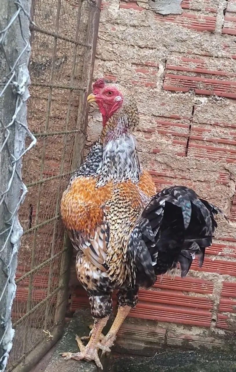 Vendo galos