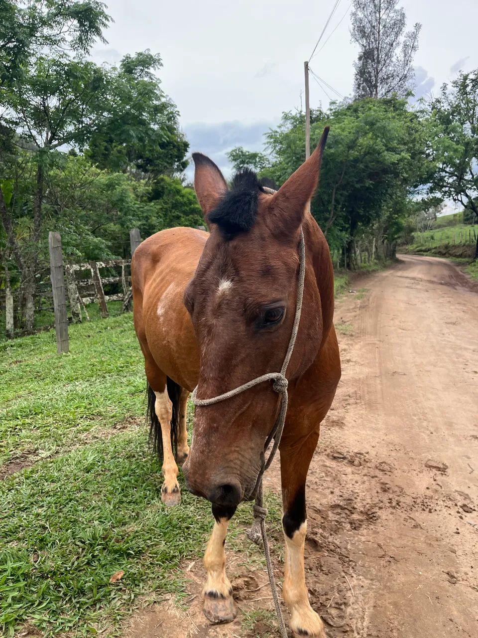 Cavalo marcha batida