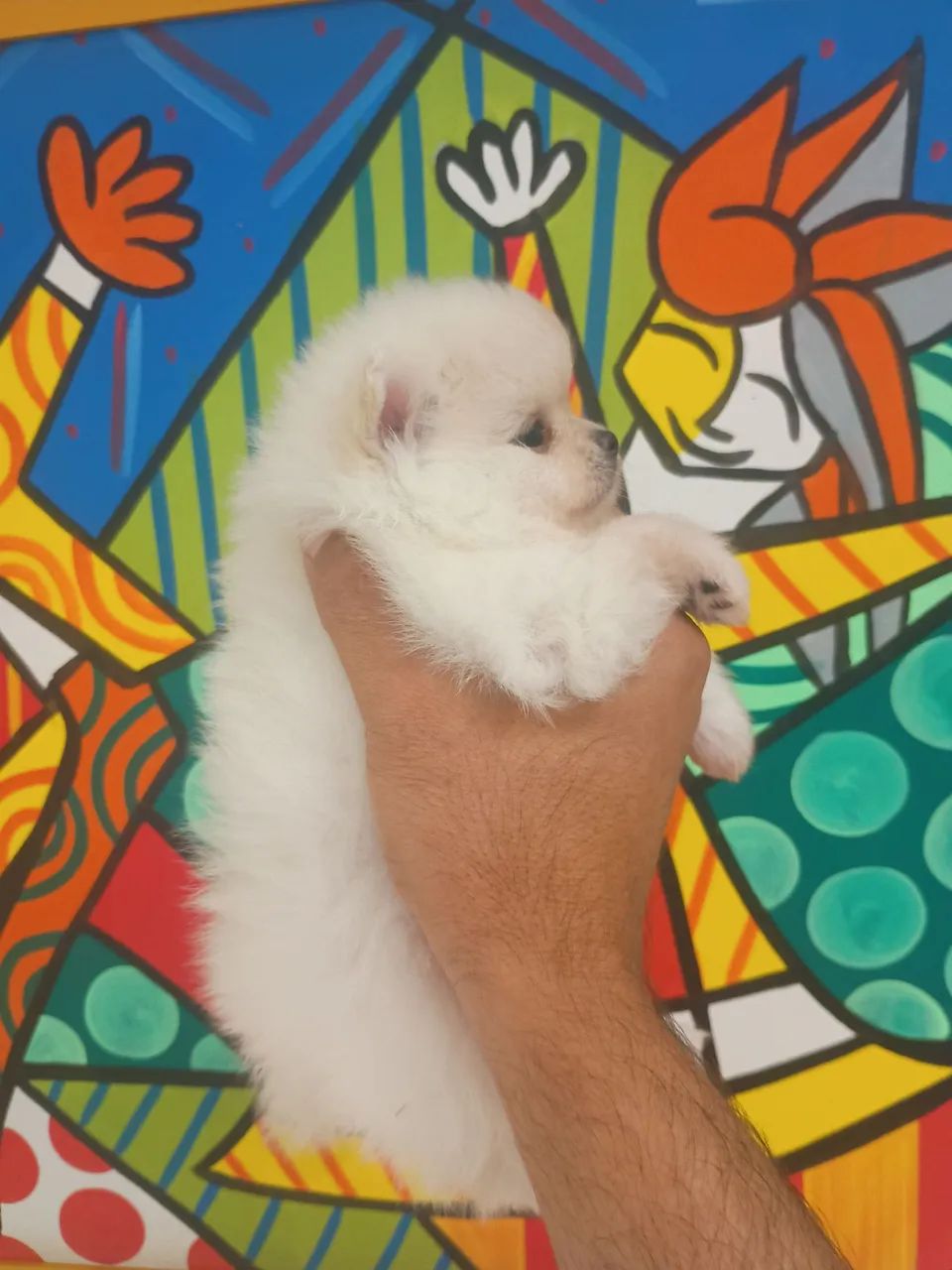 Spitz Alemão fêmea  - Foto 2