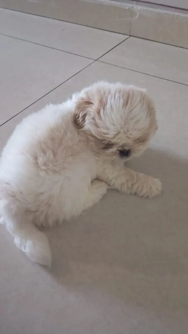 Cachorro shih Tzu macho - Foto 3