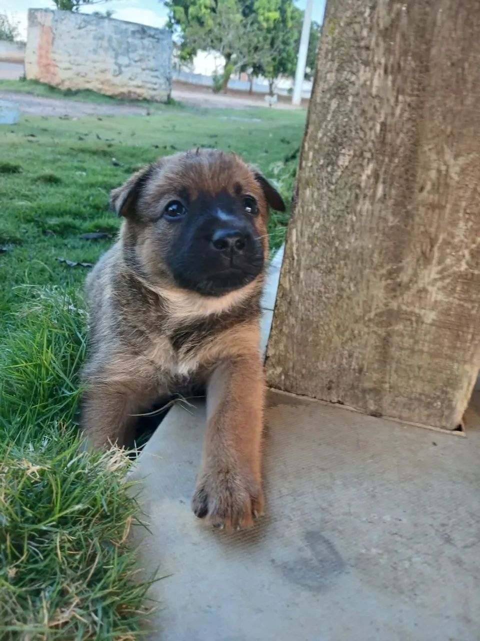 Filhotes de Blue Heeler