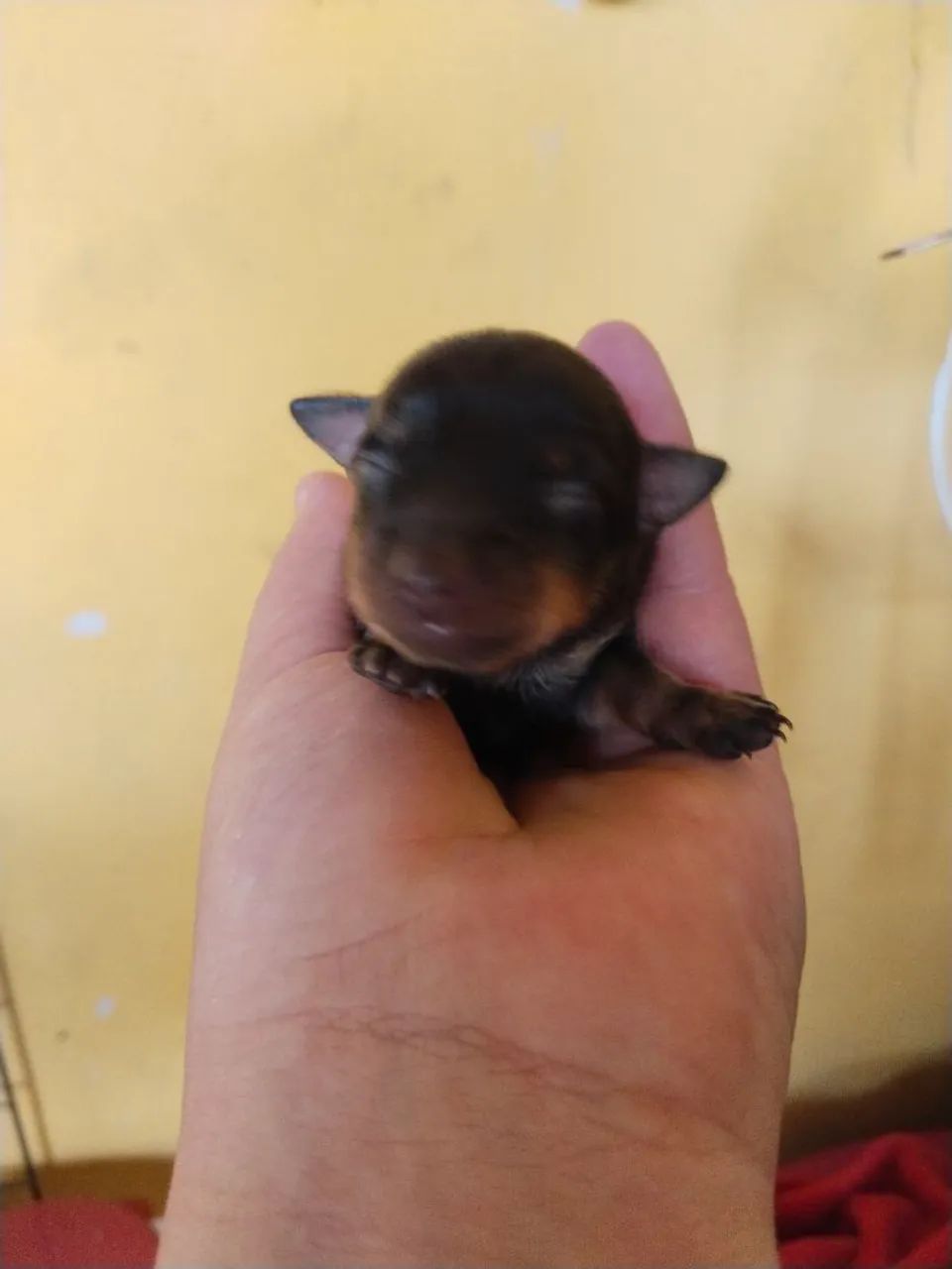 Vende se pinscher 