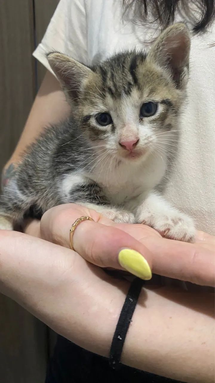 DOAM-SE GATOS FILHOTES - MACHOS - Foto 6