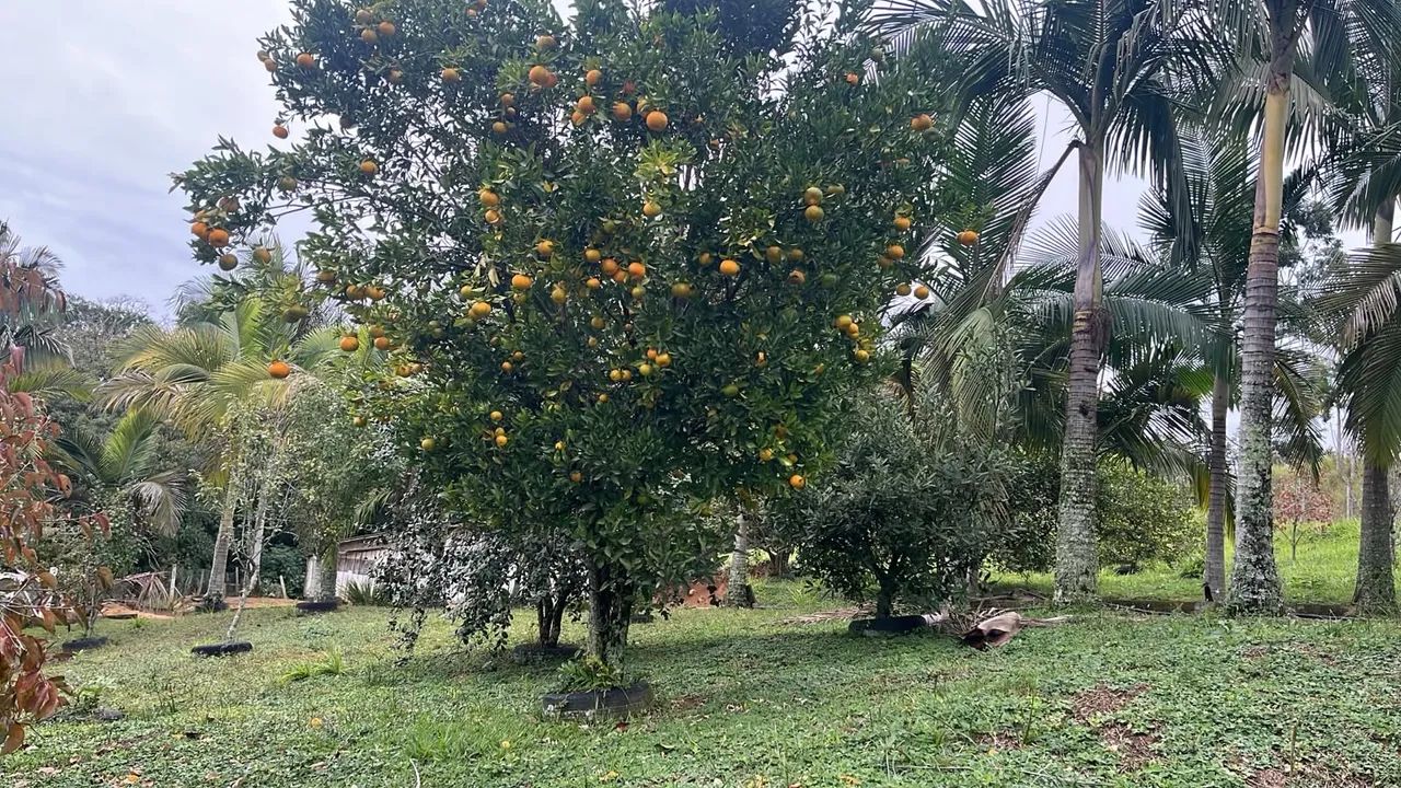 Vende-se Sitio em Lontras  - Foto 5