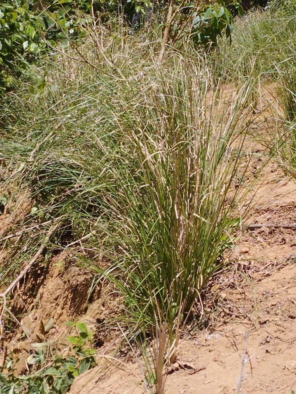 Mudas de vetiver  - Foto 3