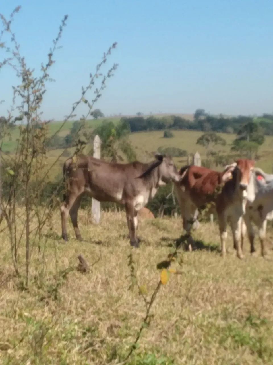 Bezerra anelorada - Foto 2