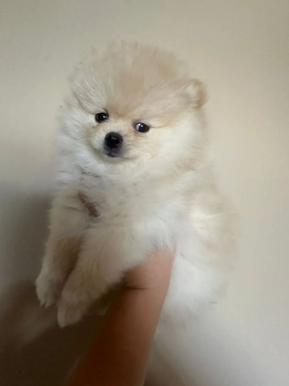 Spitz Alemão disponível  - Foto 2