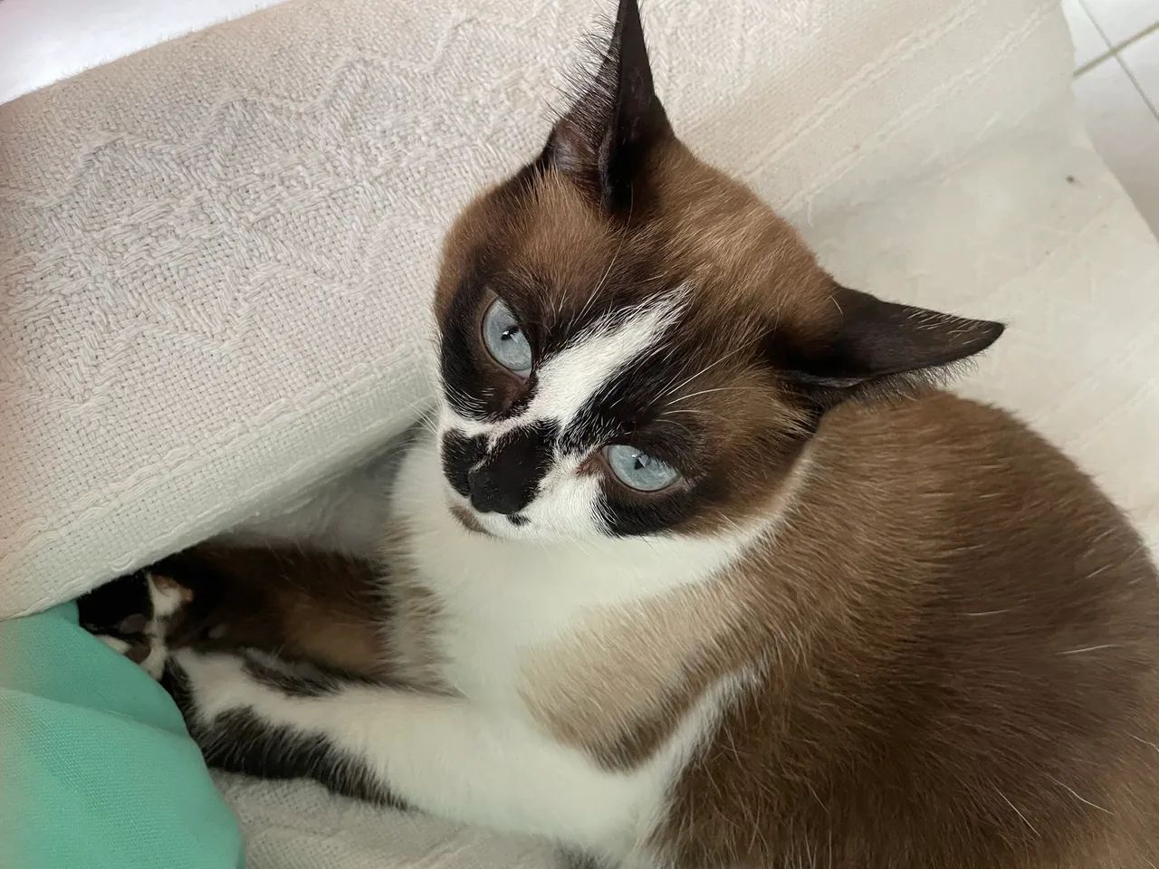 GATA
