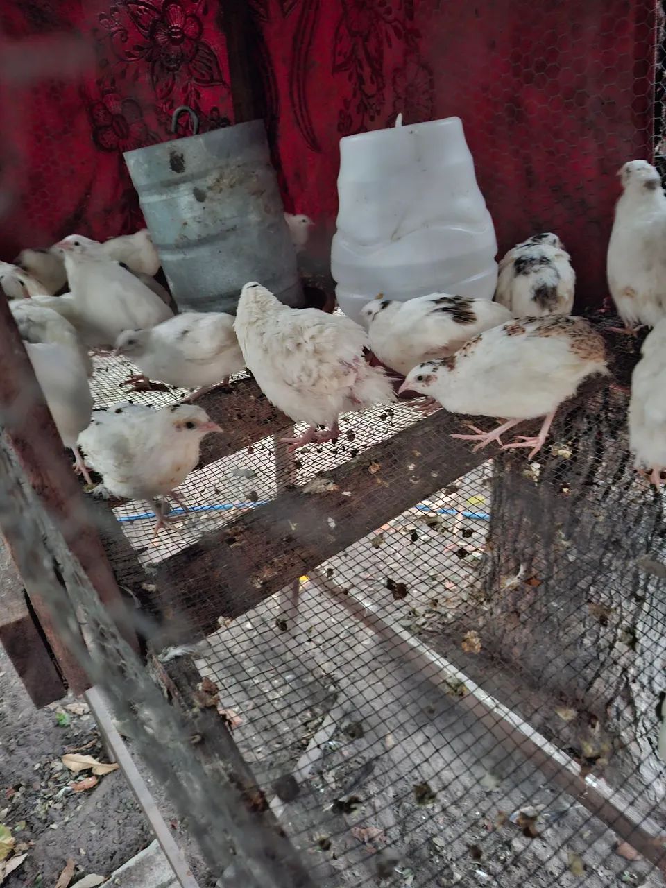 Vendo codornas - Foto 3