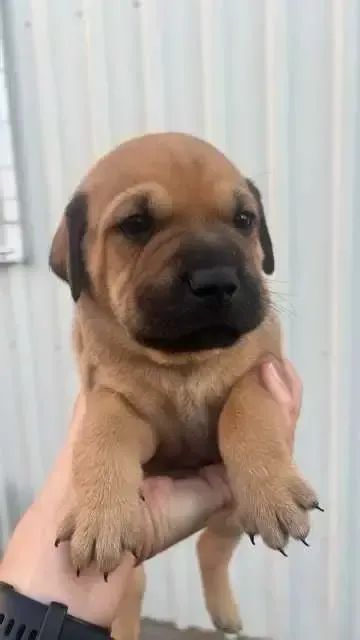 labrador  - Foto 2