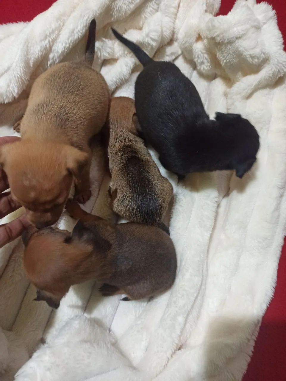Mini pinscher 