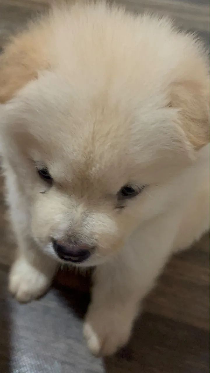 Chow Chow - Foto 3