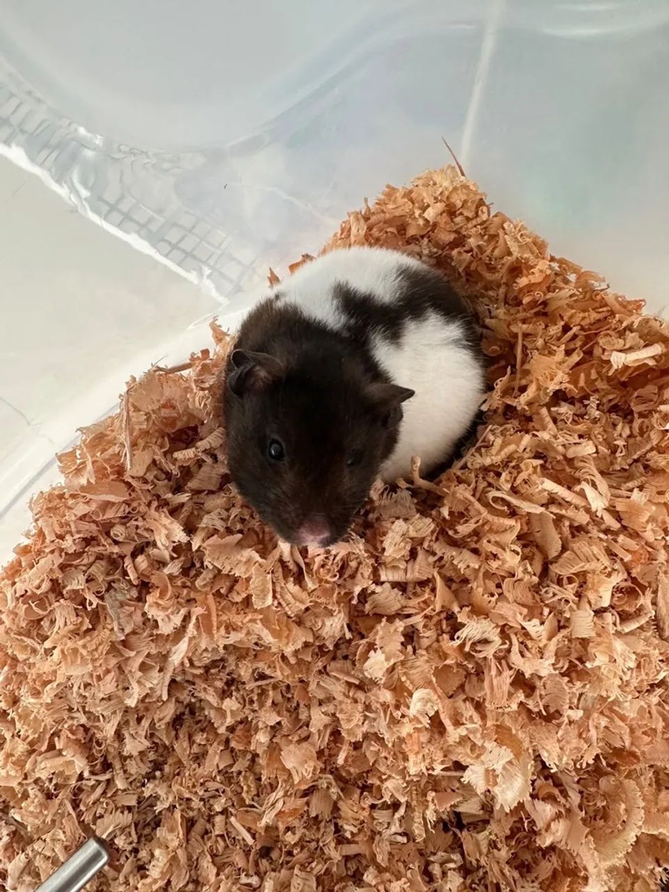 MATRIZ HAMSTER SÍRIO 