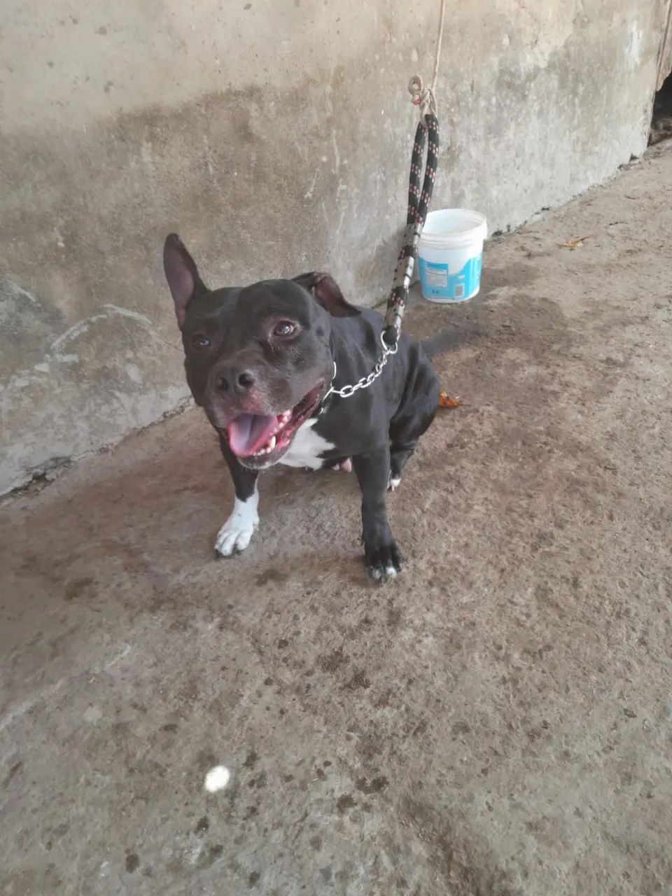 Vendo pitbull 