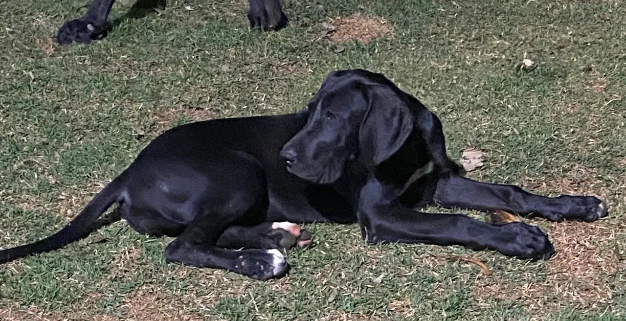 Filhote Dogue alemão fêmea 
