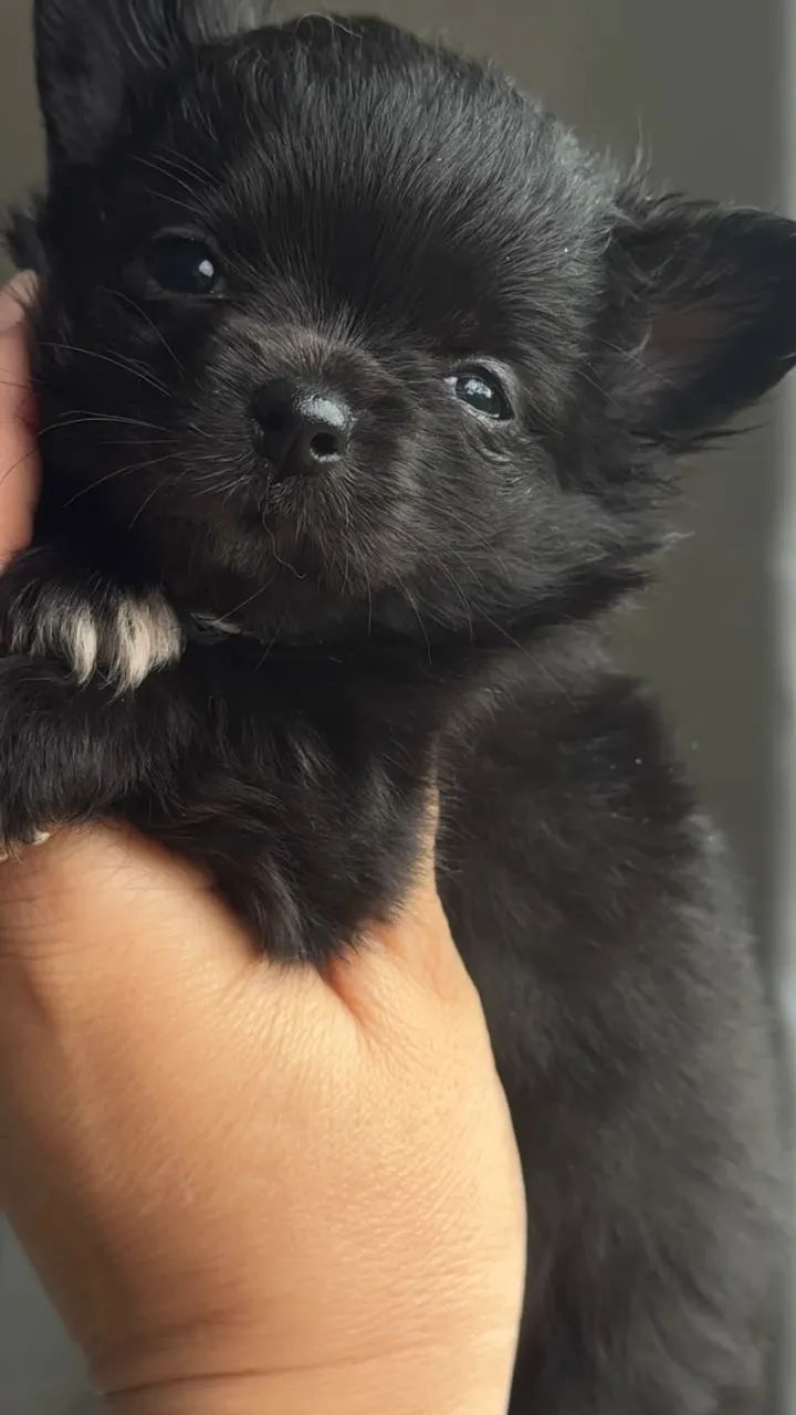 Cachorro - Foto 3